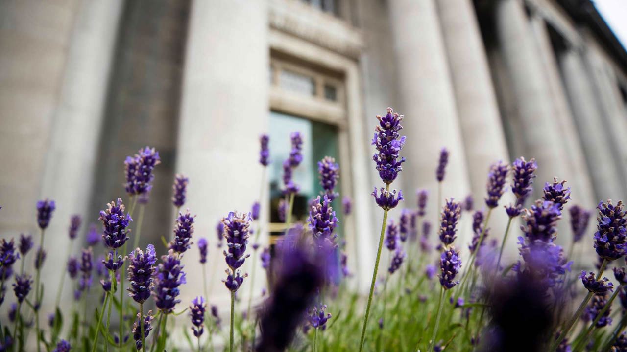 Outdoor image of NCH with purple flowers in the foreground