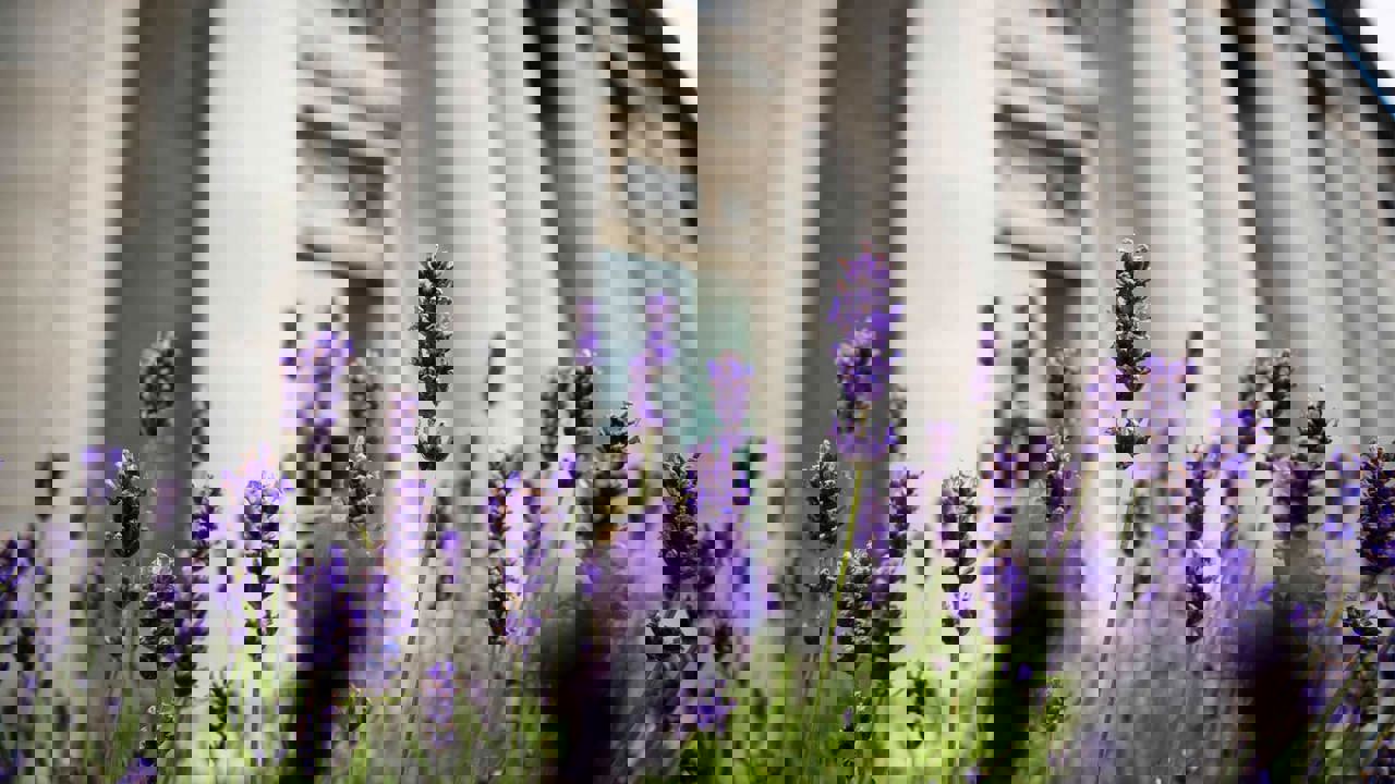 Outdoor image of NCH with purple flowers in the foreground