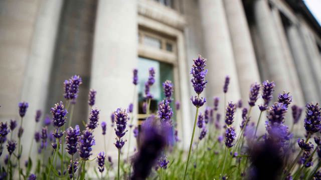 Outdoor image of NCH with purple flowers in the foreground