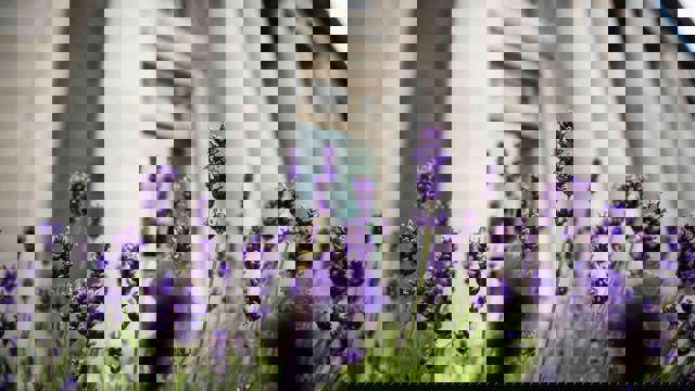 Outdoor image of NCH with purple flowers in the foreground